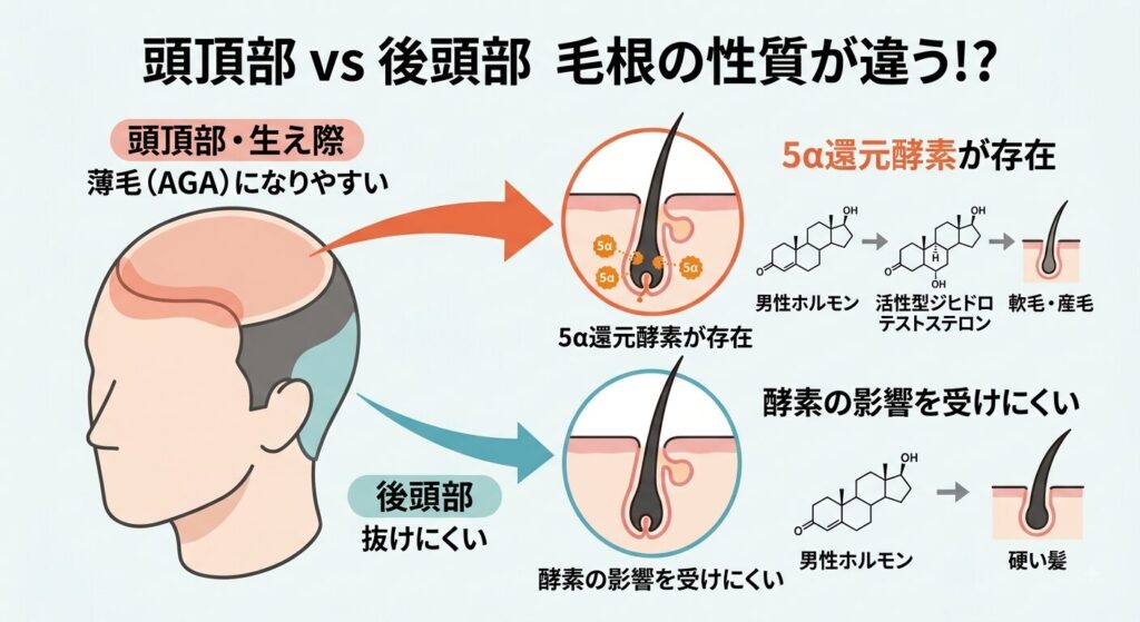 毛根の性質